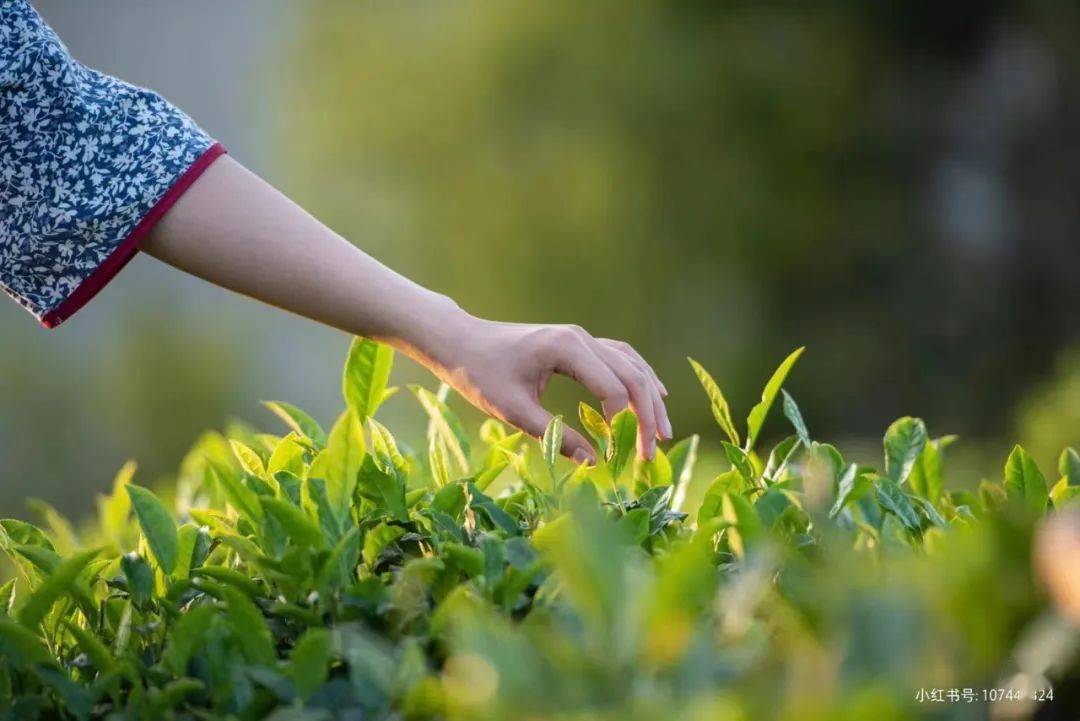 安康富硒茶翠峰（安康富硒茶是绿茶吗）-硒宝网