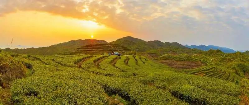 公田富硒生态茶（富硒茶观光园）-硒宝网