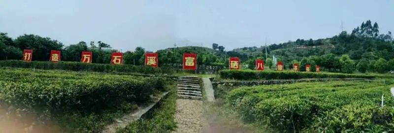 公田富硒生态茶（富硒茶观光园）-硒宝网