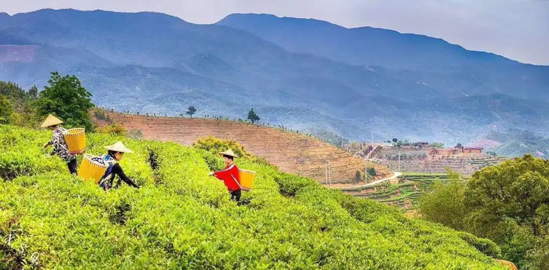 公田富硒生态茶（富硒茶观光园）-硒宝网