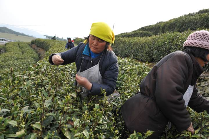 台州富硒生茶饼（富硒茶园）-硒宝网