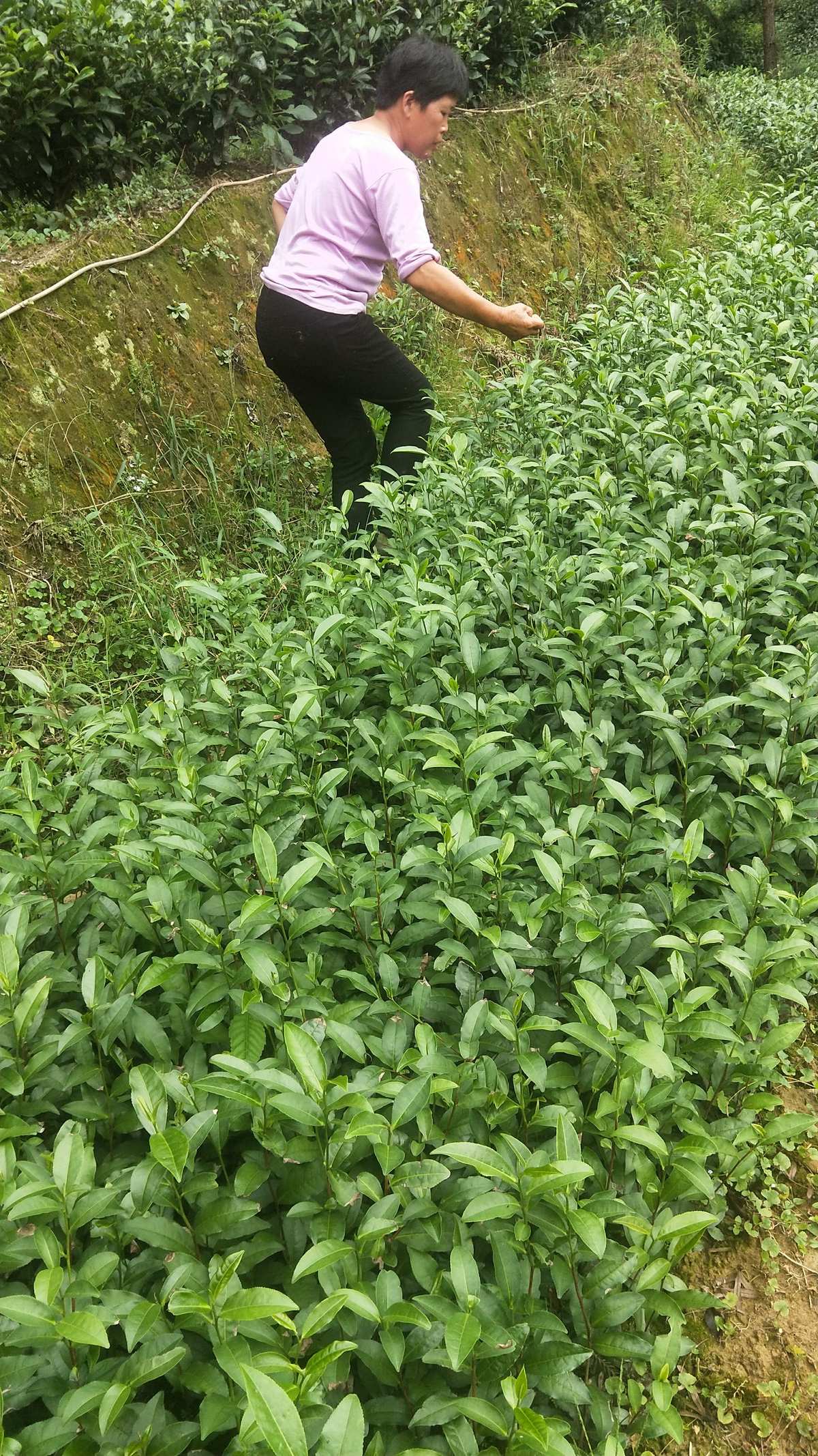 富硒茶需要吃了(茶吃富硒需要加热吗)-硒宝网