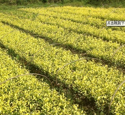 富硒茶需要吃了(茶吃富硒需要加热吗)-硒宝网