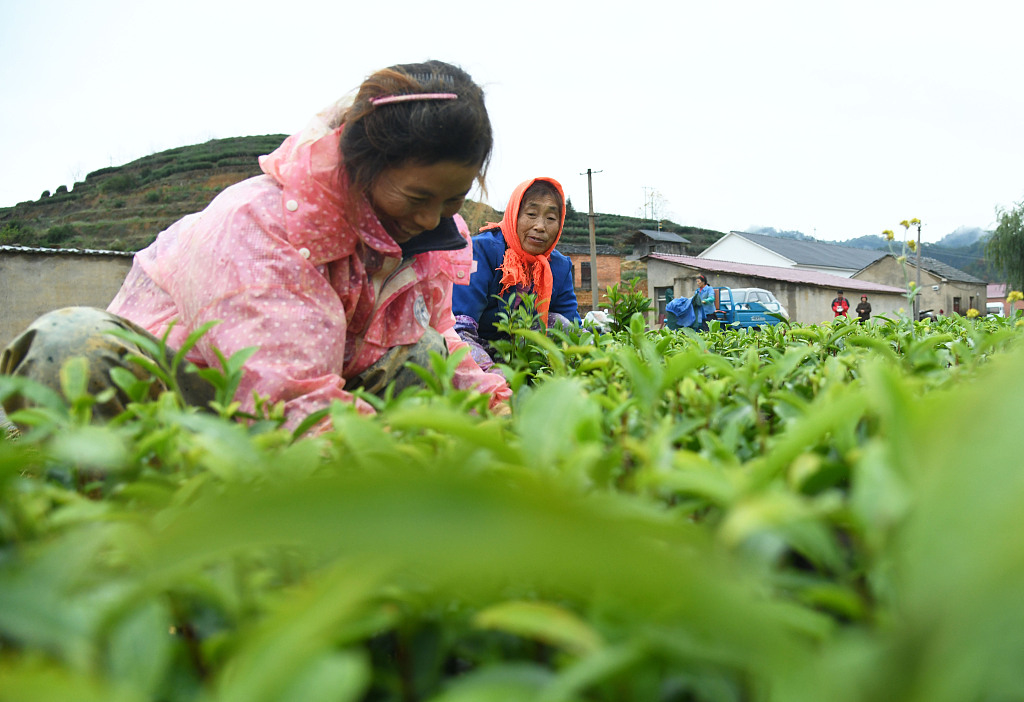 富硒茶需要吃了(茶吃富硒需要加热吗)-硒宝网