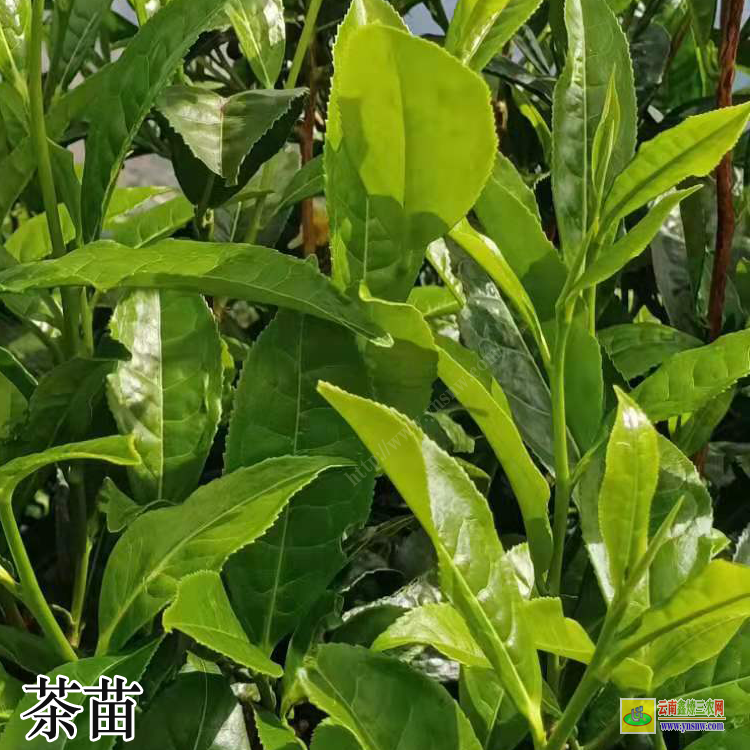 富硒茶需要吃了(茶吃富硒需要加热吗)-硒宝网