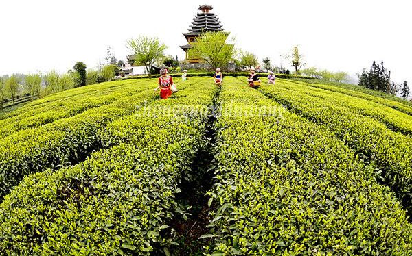 恩施润邦富硒茶(恩施富硒茶厂)-硒宝网