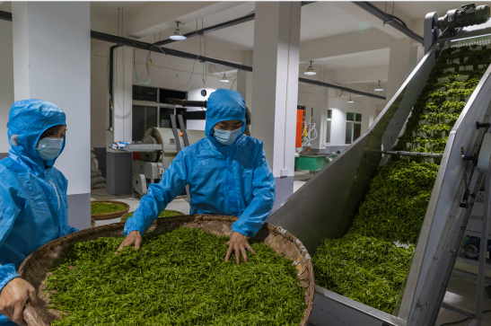 紫阳翠峰富硒茶（紫阳富硒茶园观光）-硒宝网