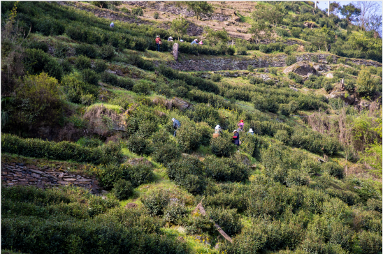 紫阳翠峰富硒茶（紫阳富硒茶园观光）-硒宝网