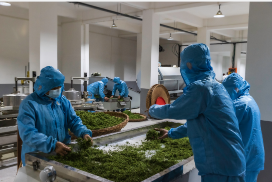 紫阳翠峰富硒茶（紫阳富硒茶园观光）-硒宝网