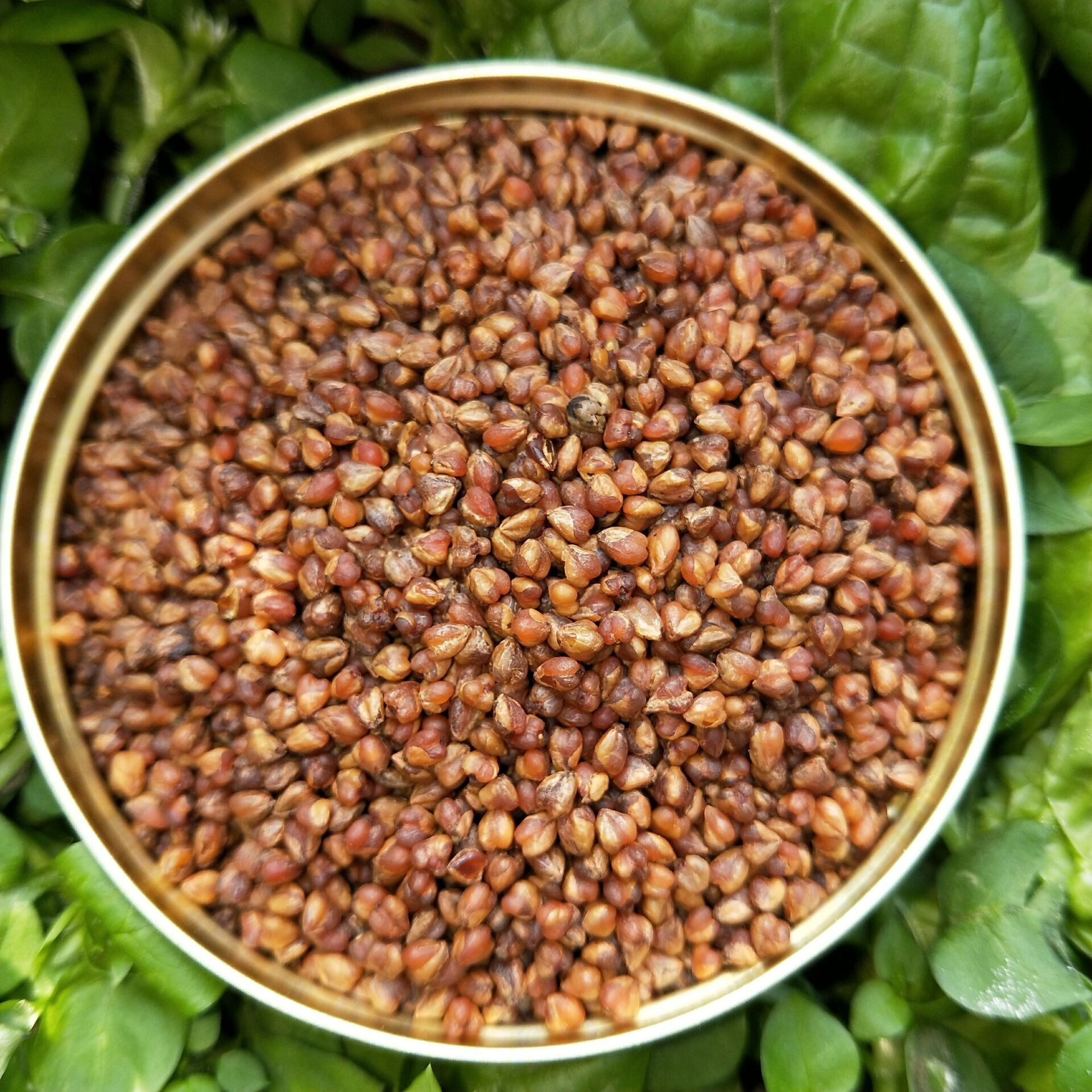 河北富硒荞子茶（富硒荞子茶哪儿有卖）-硒宝网