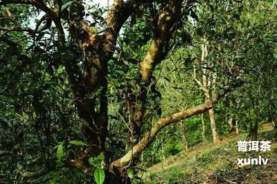 湖北恩富硒腾茶（湖北富硒茶是绿茶吗）-硒宝网