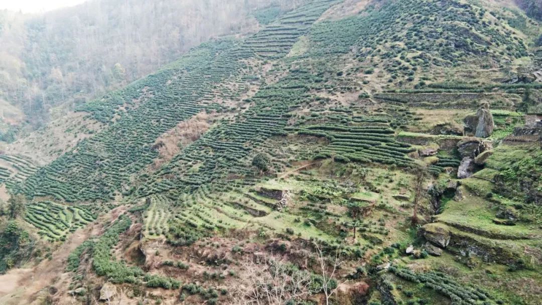 焕古镇牌富硒茶（紫阳富硒茶功效）-硒宝网