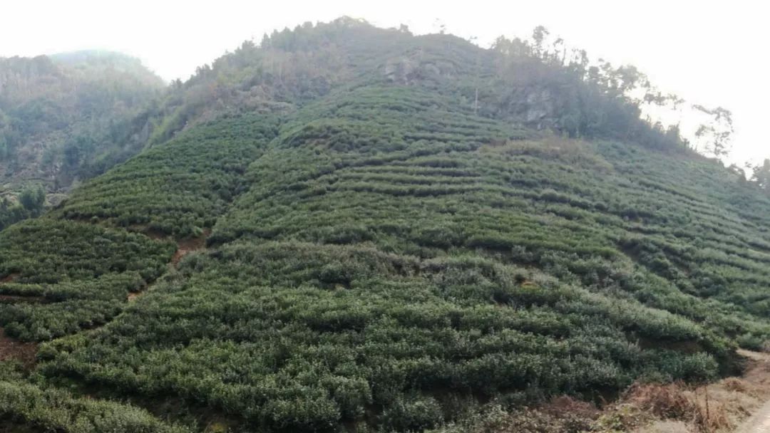 焕古镇牌富硒茶（紫阳富硒茶功效）-硒宝网