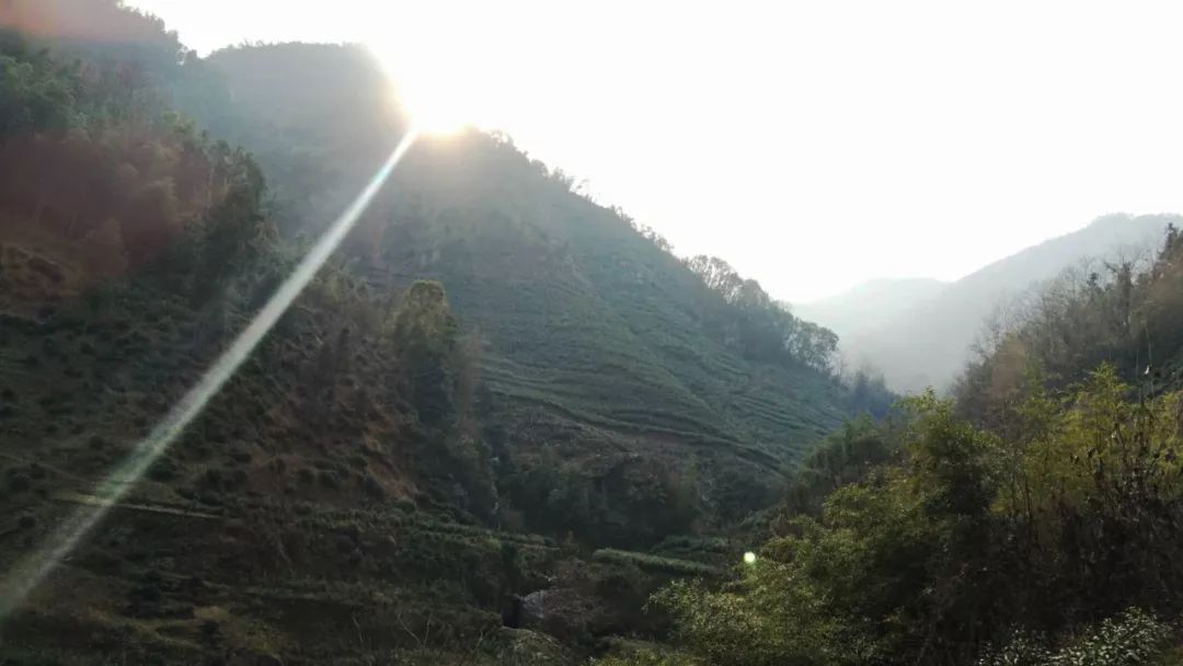 焕古镇牌富硒茶（紫阳富硒茶功效）-硒宝网