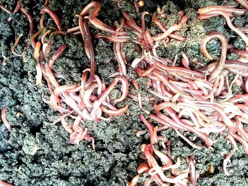 河北富硒大麦茶（河北大麦茶富硒产地）-硒宝网