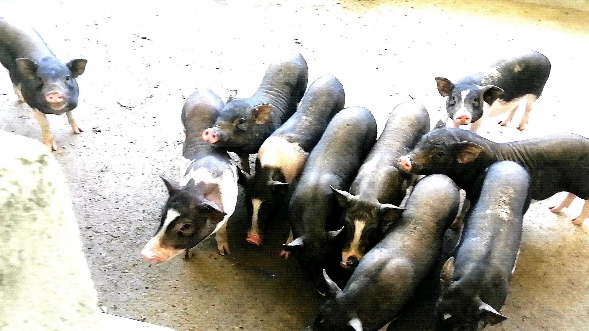 河北富硒大麦茶（河北大麦茶富硒产地）-硒宝网