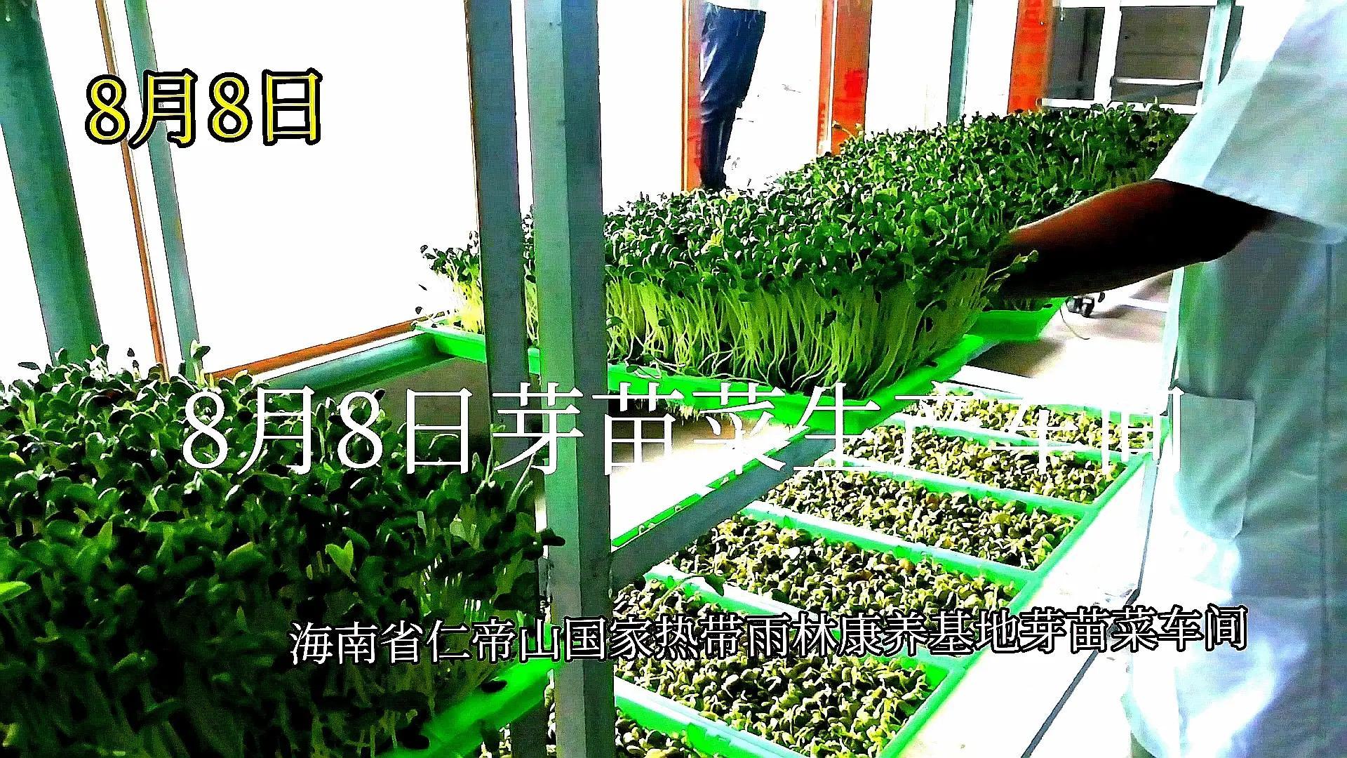 河北富硒大麦茶（河北大麦茶富硒产地）-硒宝网