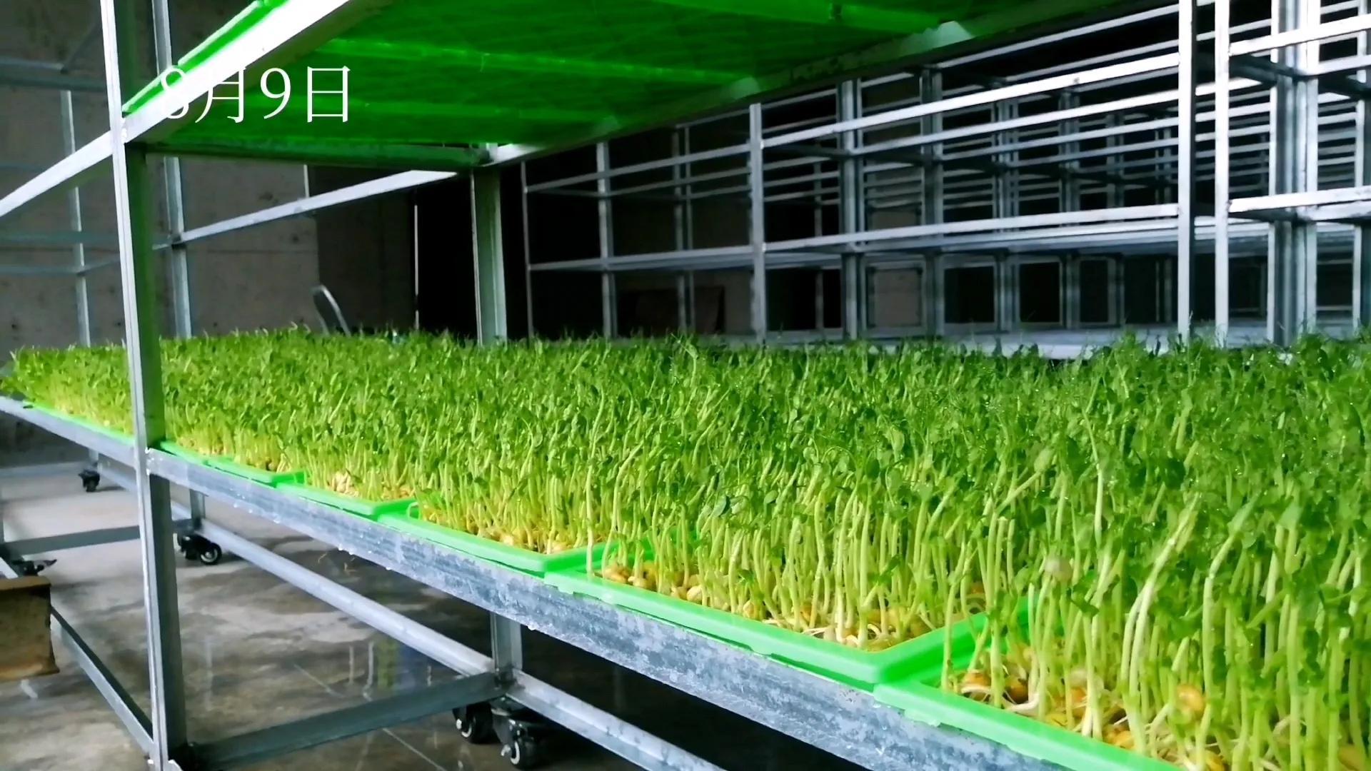 河北富硒大麦茶（河北大麦茶富硒产地）-硒宝网