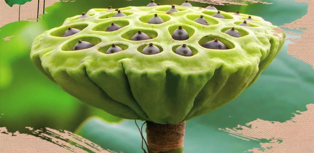 富硒茶 广告语（富硒茶广告词）-硒宝网