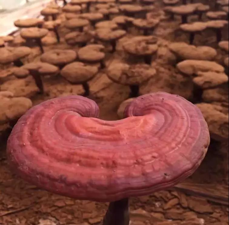 富硒茶 广告语（富硒茶广告词）-硒宝网