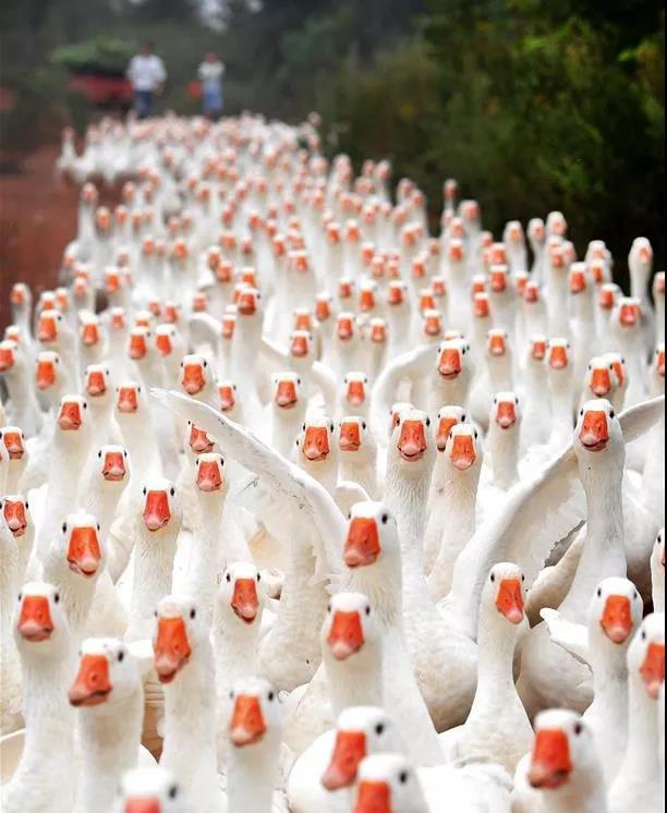 富硒茶 广告语（富硒茶广告词）-硒宝网