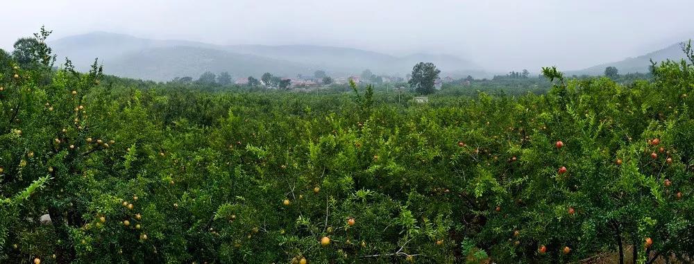 富硒茶 广告语（富硒茶广告词）-硒宝网