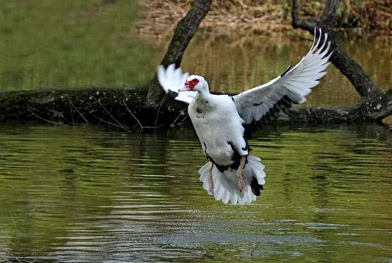 富硒茶 广告语（富硒茶广告词）-硒宝网