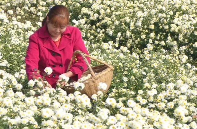 富硒茶 广告语（富硒茶广告词）-硒宝网