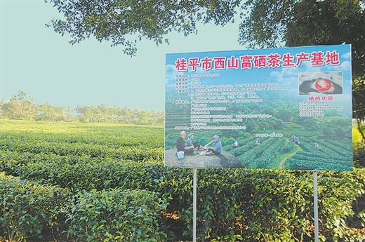 广西富硒黑米茶（富硒黑米茶多少钱）-硒宝网