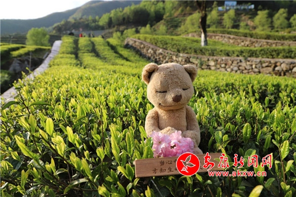 京康富硒茶价格(京康富硒茶怎么样)-硒宝网