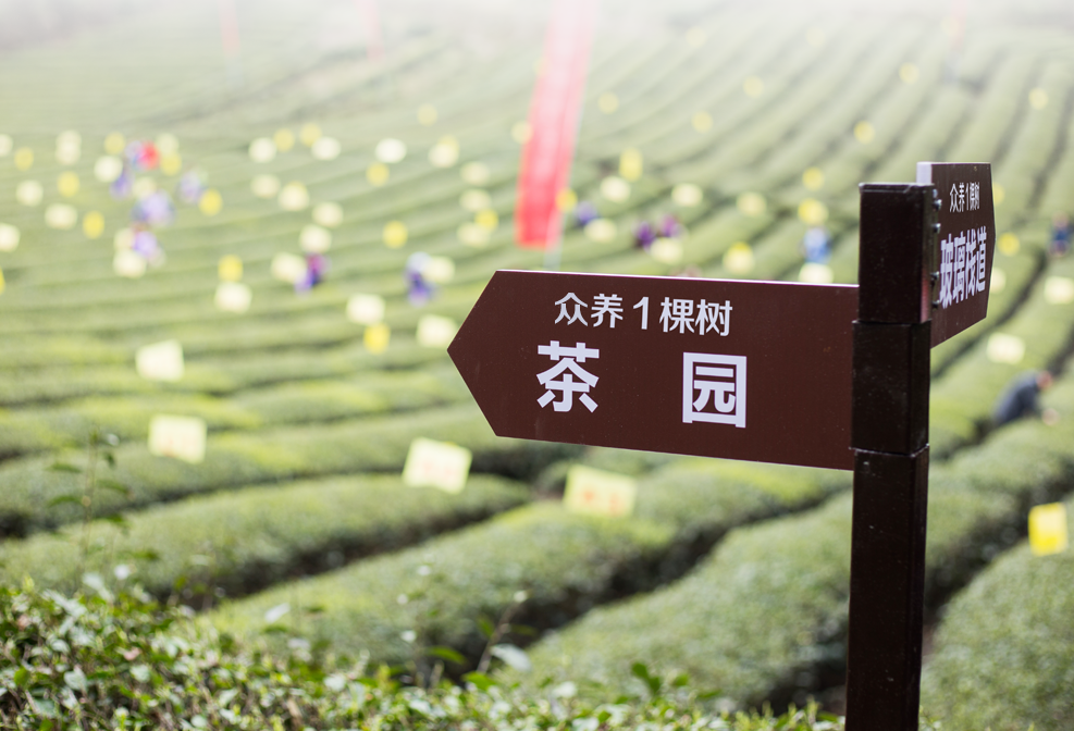 富硒茶定价标准(茶叶富硒标准)-硒宝网