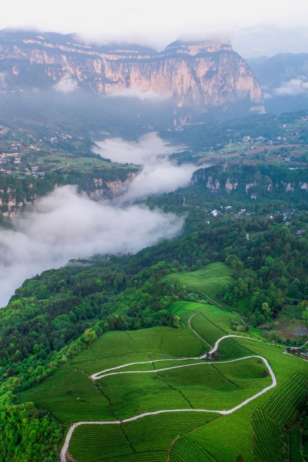 富硒茶定价标准(茶叶富硒标准)-硒宝网