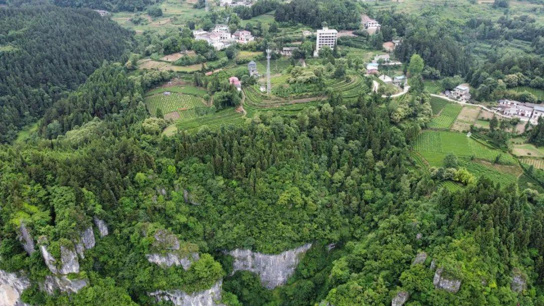 富硒茶定价标准(茶叶富硒标准)-硒宝网