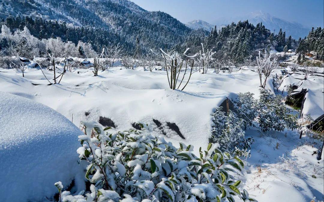 富硒茶定价标准(茶叶富硒标准)-硒宝网