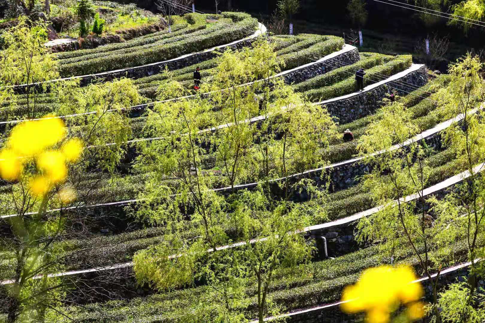 京康富硒茶直播（京康富硒茶属于什么茶）-硒宝网