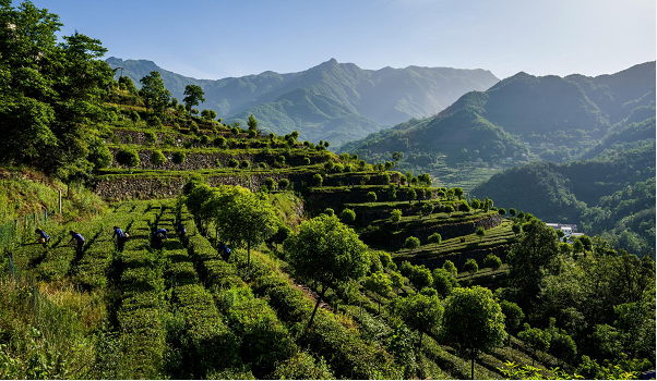 京康富硒茶直播（京康富硒茶属于什么茶）-硒宝网