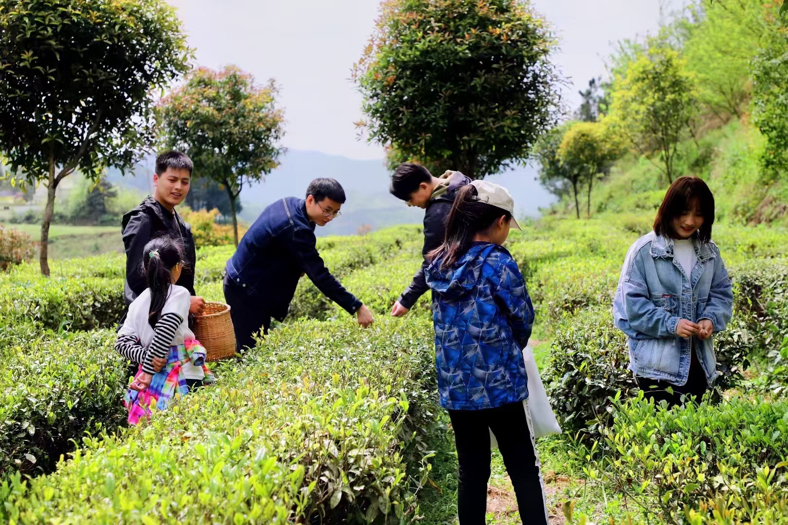 京康富硒茶直播（京康富硒茶属于什么茶）-硒宝网