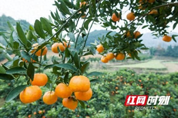 宋小年富硒藤茶(富硒藤茶骗局图片)-硒宝网