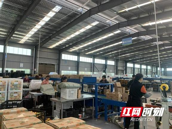 宋小年富硒藤茶(富硒藤茶骗局图片)-硒宝网