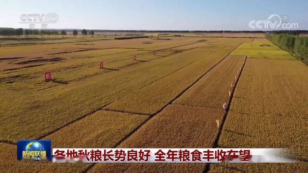 吉林富硒荞子茶(什么是硒荞子茶)-硒宝网