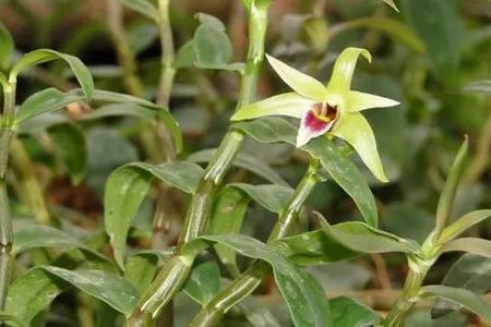 富硒紫皮石斛茶(紫皮石斛养胃茶价格)-硒宝网