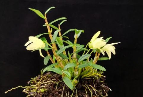 富硒紫皮石斛茶(紫皮石斛养胃茶价格)-硒宝网