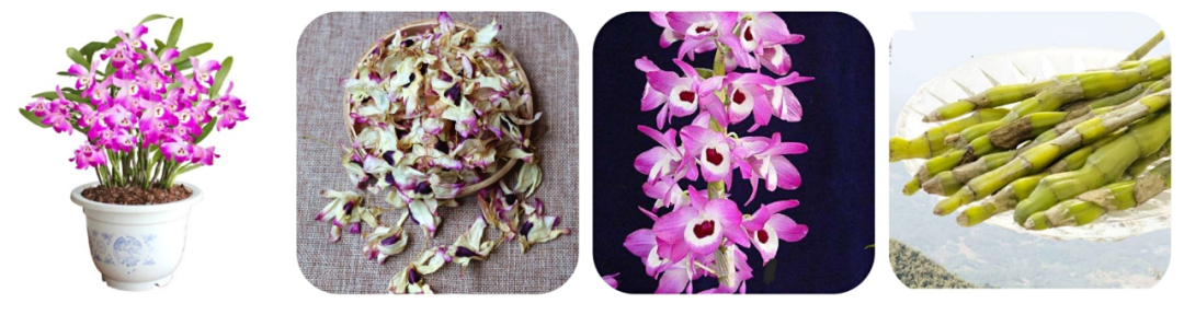 富硒紫皮石斛茶(紫皮石斛养胃茶价格)-硒宝网