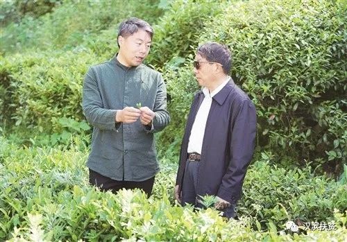 京康安康富硒茶(安康京康农业有限公司)-硒宝网