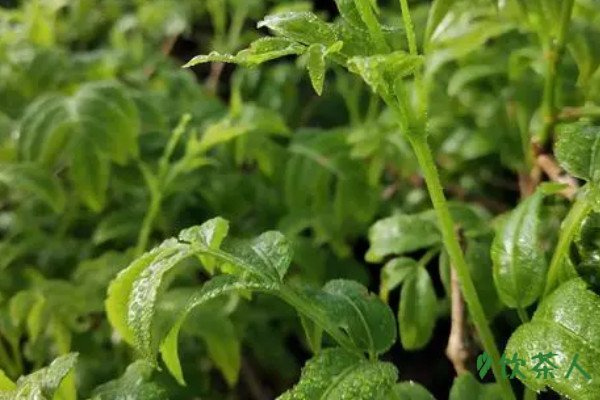 富硒藤茶的味道（富硒藤茶是传销吗）-硒宝网