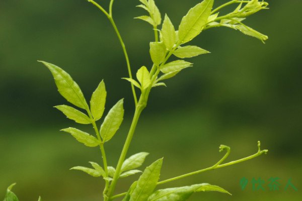 富硒藤茶的味道（富硒藤茶是传销吗）-硒宝网