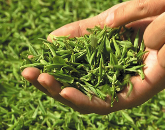 云雾牌富硒贡茶(富硒高山云雾茶)-硒宝网