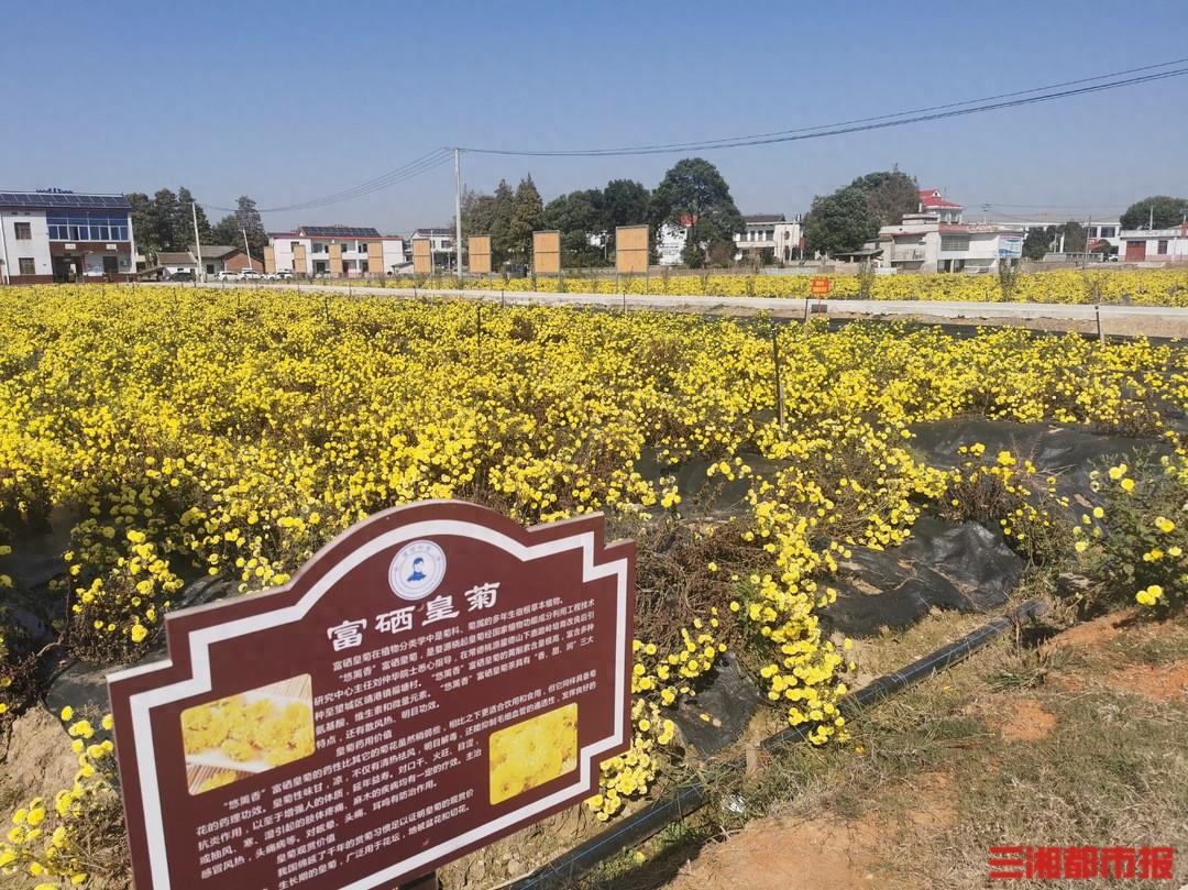 桃源富硒皇菊茶（温汤富硒菊花）-硒宝网