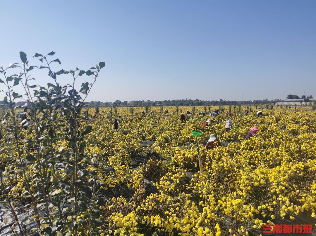 桃源富硒皇菊茶（温汤富硒菊花）-硒宝网