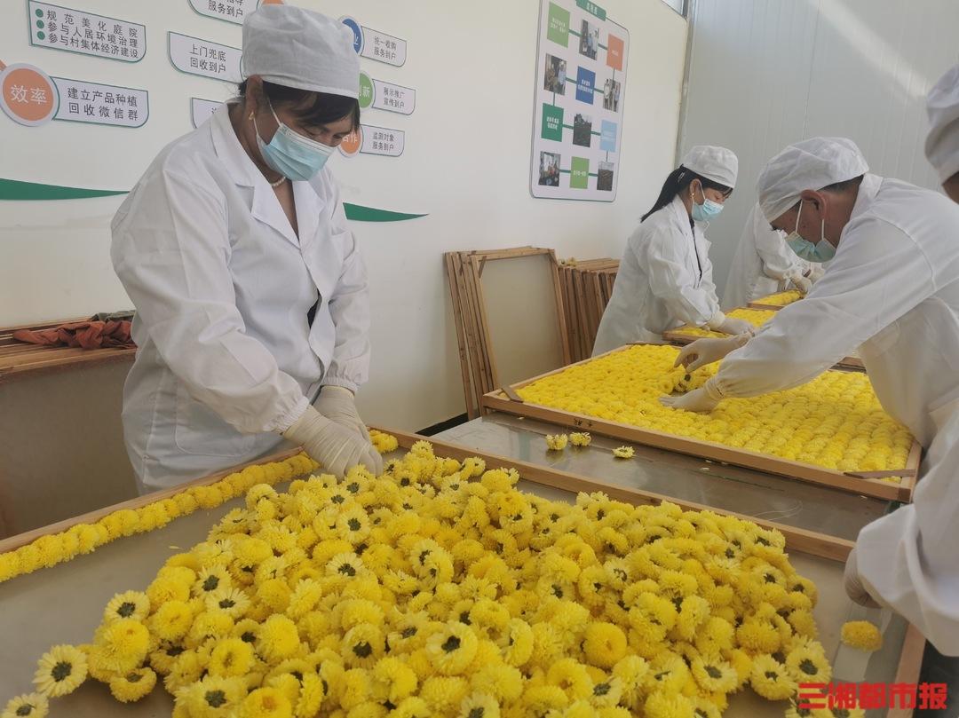 桃源富硒皇菊茶（温汤富硒菊花）-硒宝网